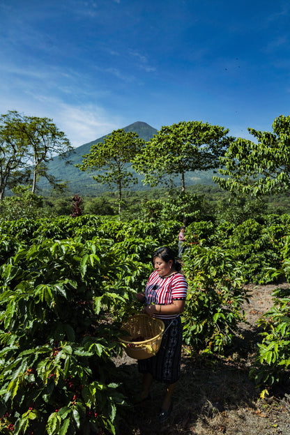 Guatemala Finca Pampojila