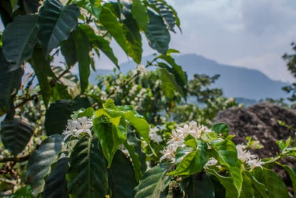 Guatemala Finca Pampojila