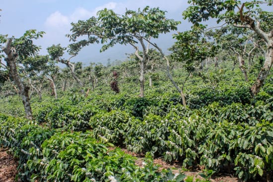 Guatemala Finca Pampojila