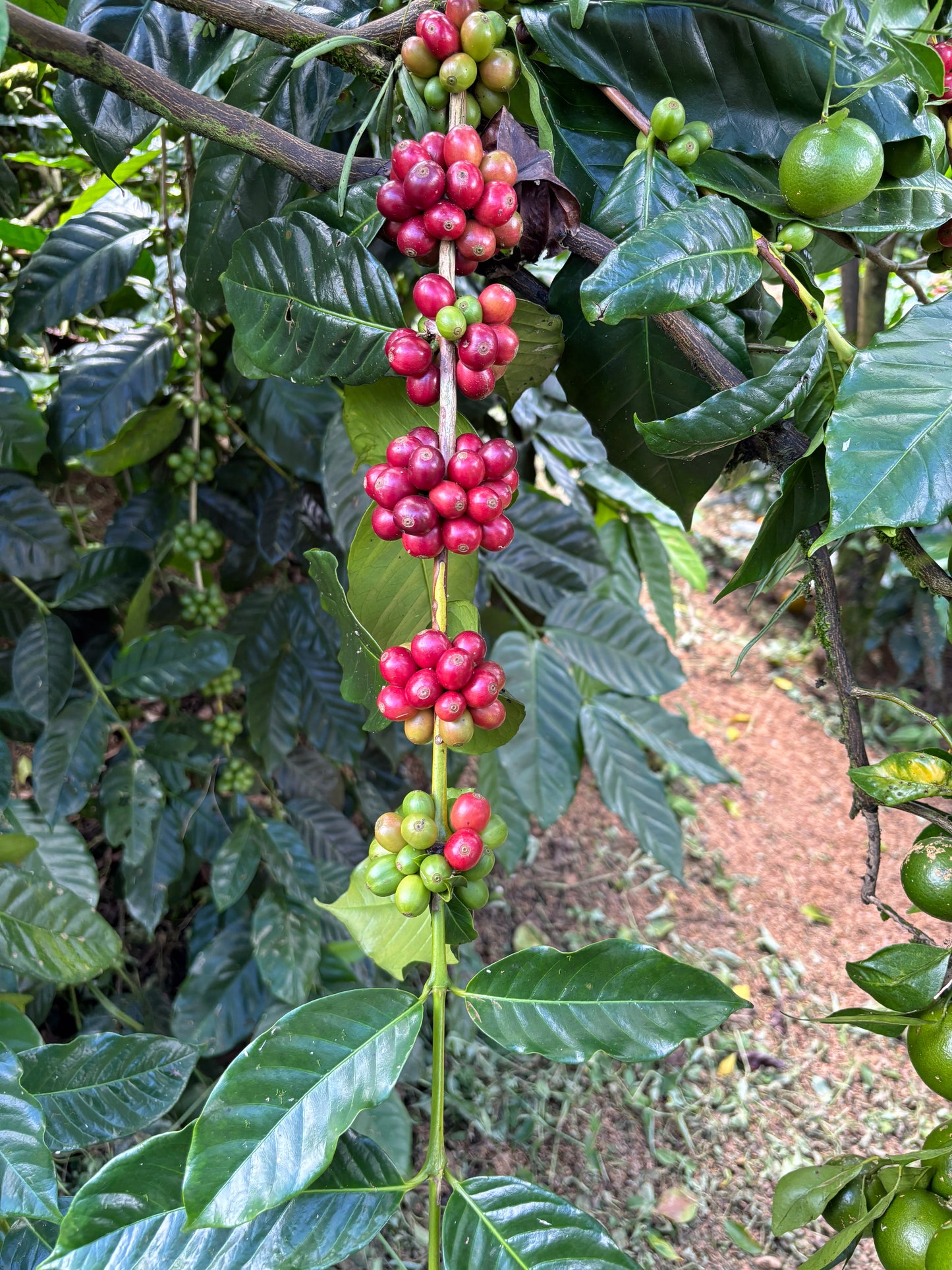 Bali Karana